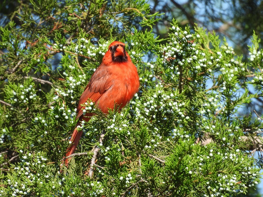 Northern Cardinal - ML637322316