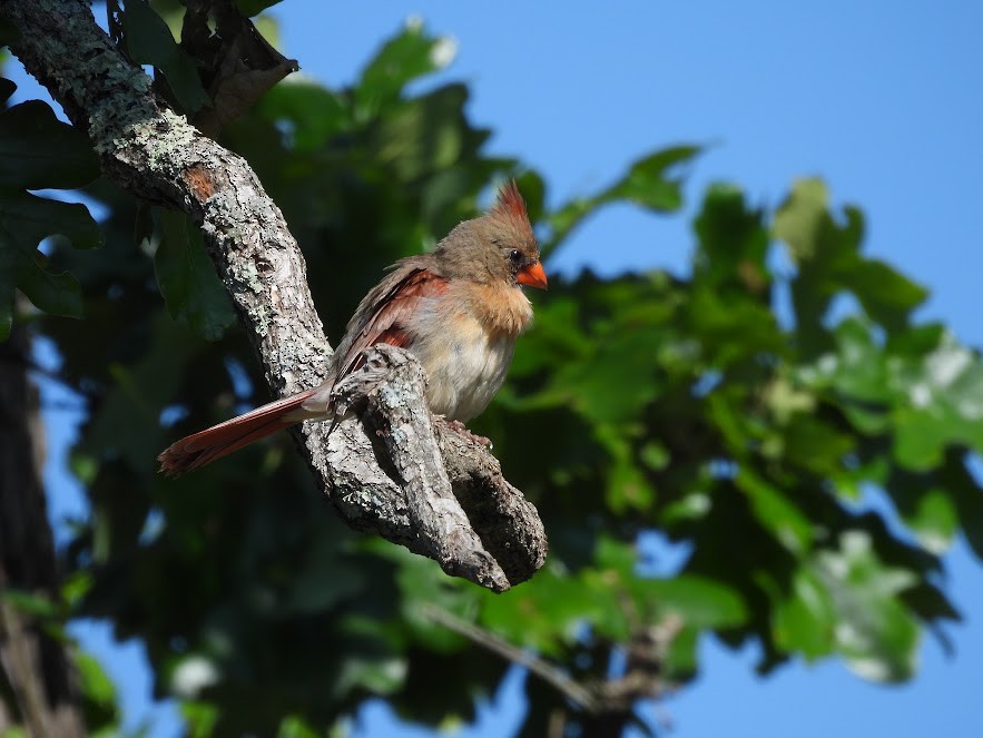 Northern Cardinal - ML637322323