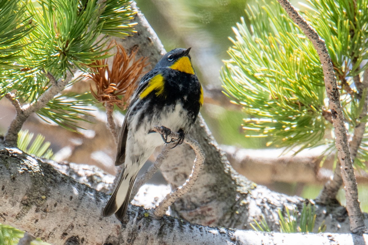 Пісняр-лісовик жовтогузий (підвид auduboni) - ML637322336