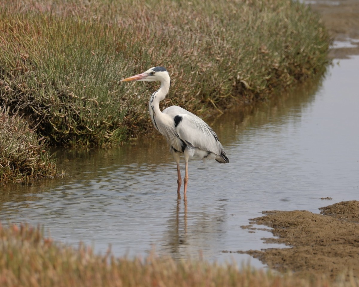 Gray Heron - ML637322354