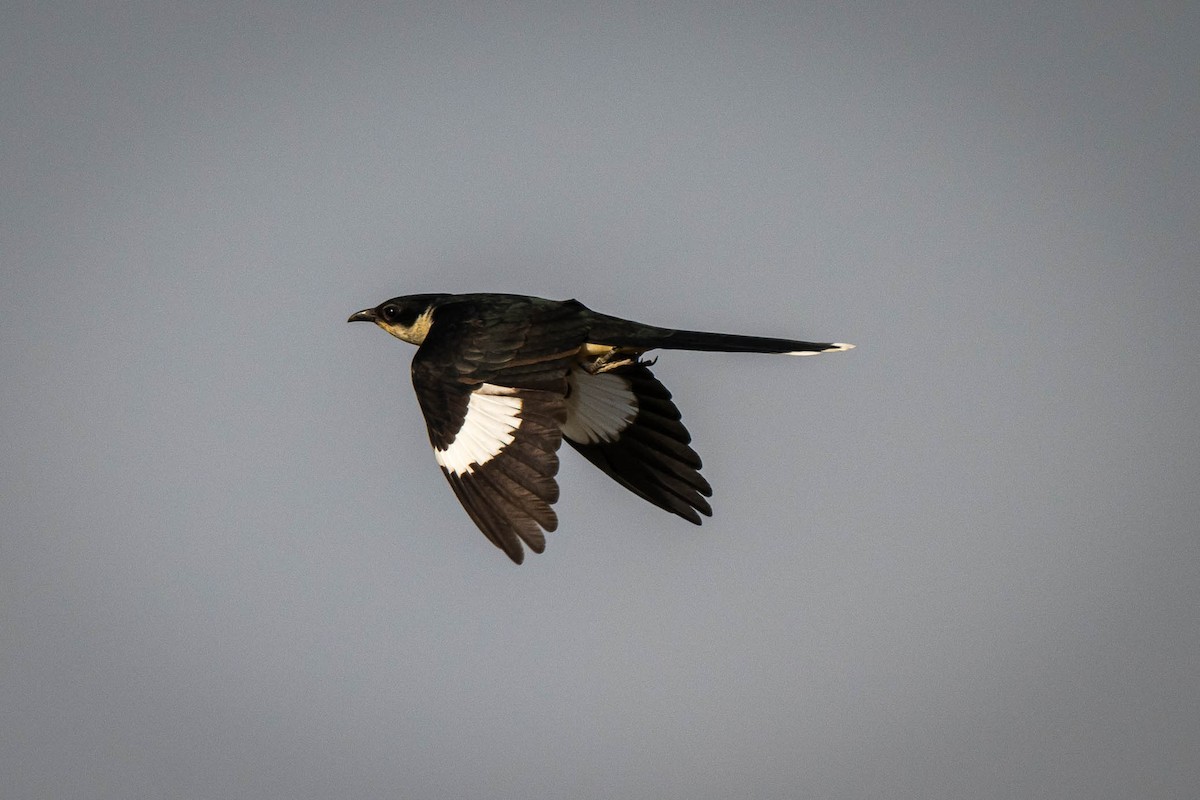 Jakobinerkuckuck - ML637322384