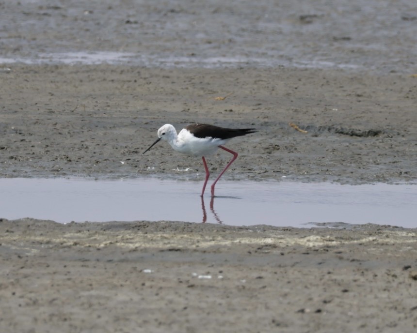 Black-winged Stilt - ML637322416