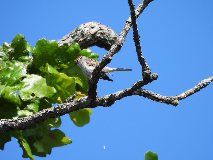 Chipping Sparrow - ML637322422