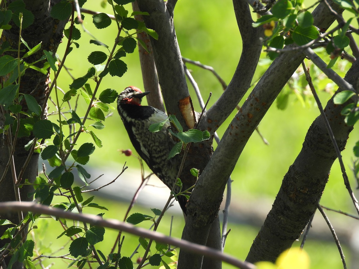 Red-naped Sapsucker - ML637322427