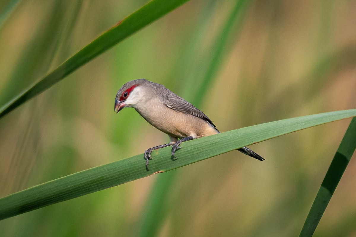 Arabian Waxbill - ML637322433