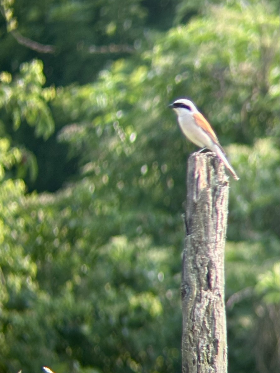 Red-backed Shrike - ML637322437