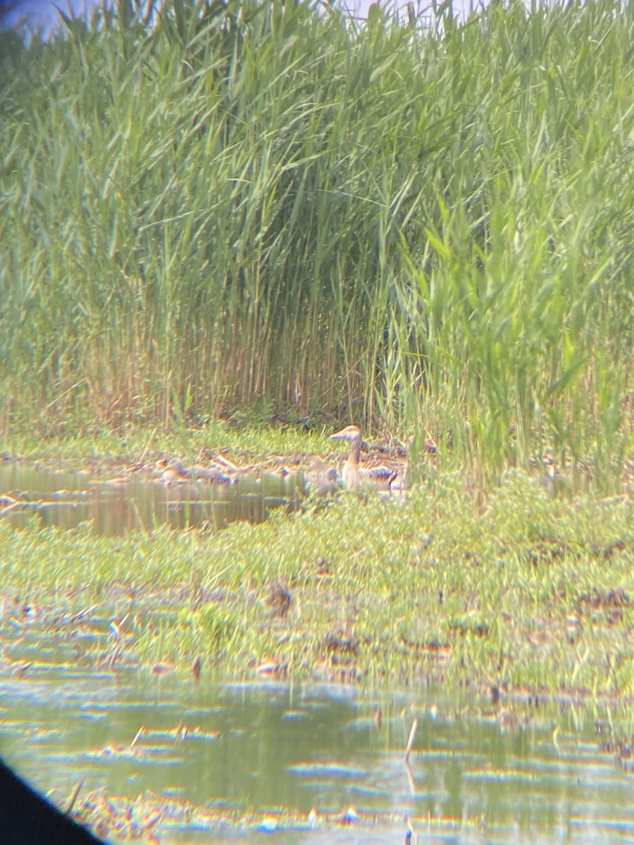 Graylag Goose - ML637322439