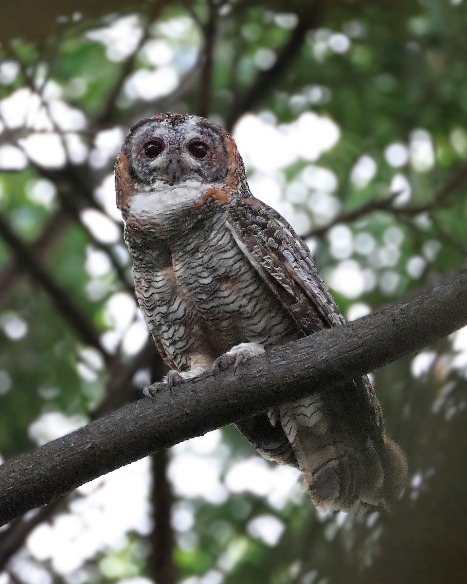 Mottled Wood-Owl - ML637322446