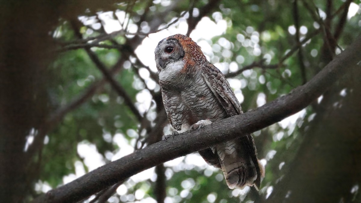 Mottled Wood-Owl - ML637322453