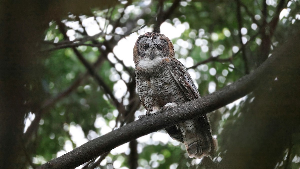 Mottled Wood-Owl - ML637322454
