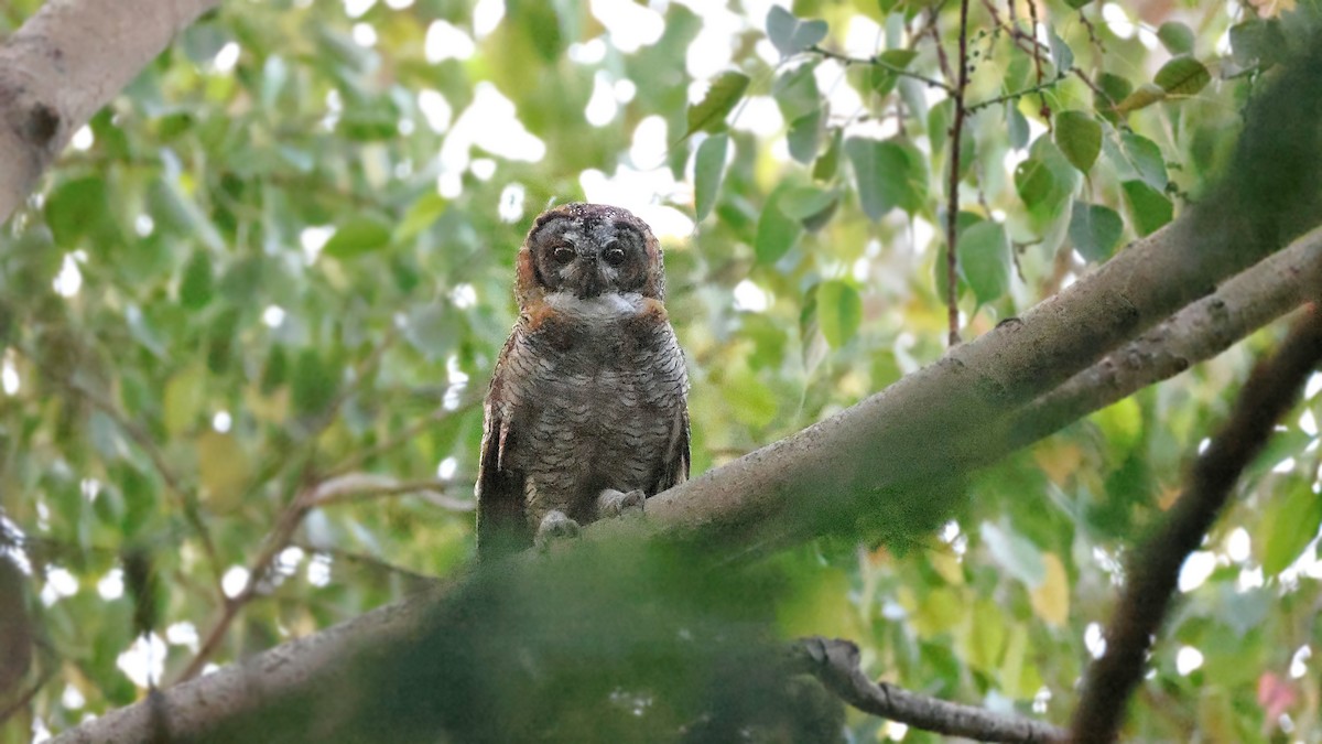 Mottled Wood-Owl - ML637322455