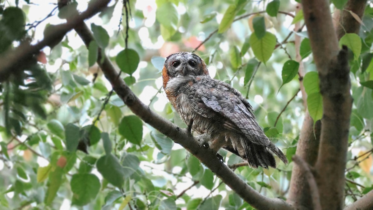 Mottled Wood-Owl - ML637322456