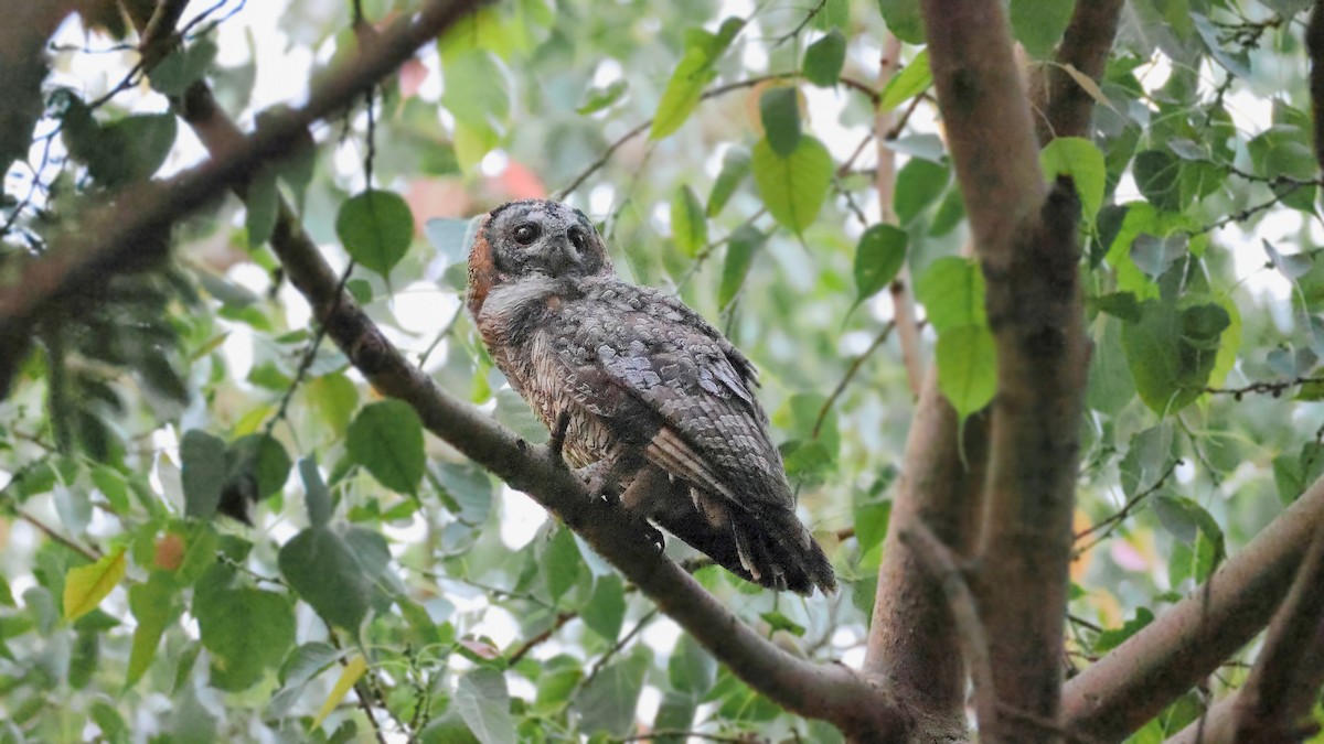 Mottled Wood-Owl - ML637322457