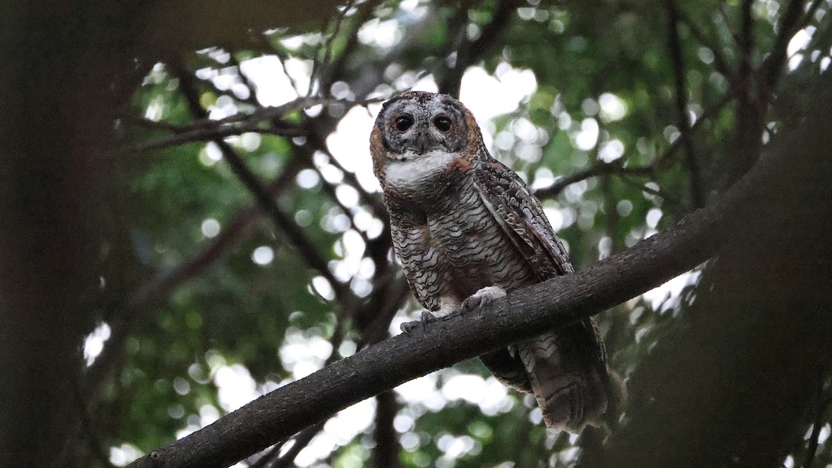 Mottled Wood-Owl - ML637322458