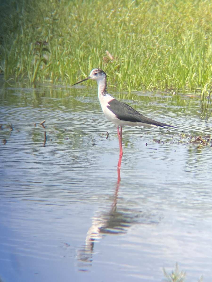 Black-winged Stilt - ML637322471