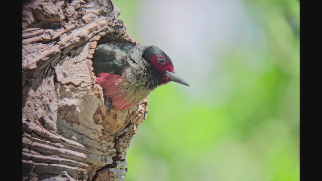 Lewis's Woodpecker - ML637322485