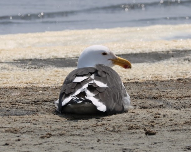 Kelp Gull - ML637322503