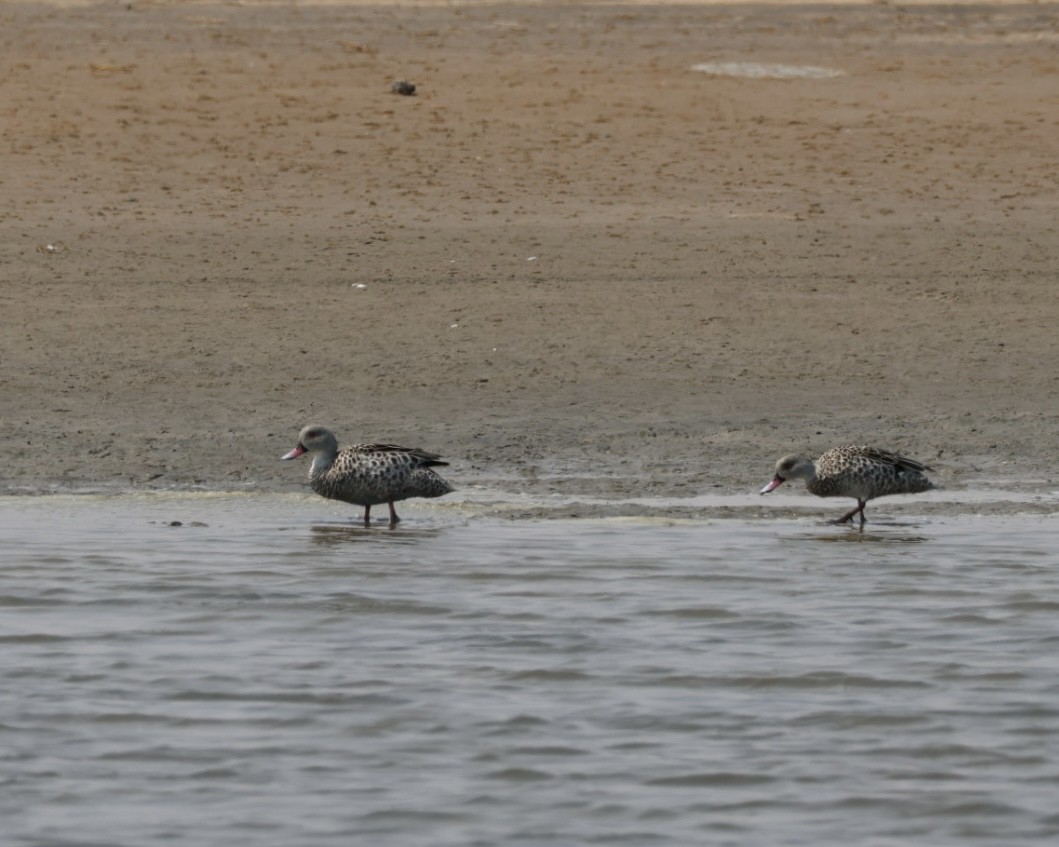 Cape Teal - ML637322525