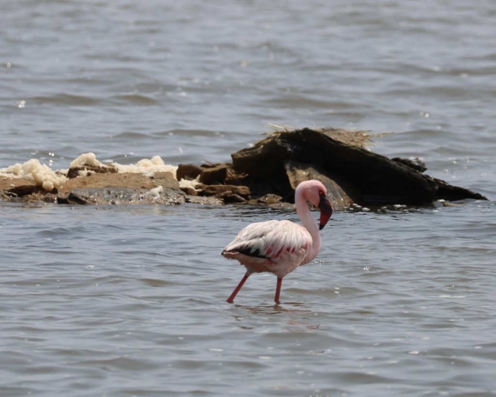 Lesser Flamingo - ML637322573