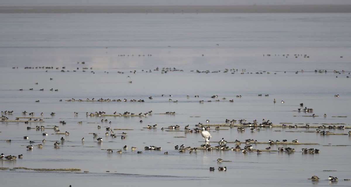 Tundra Swan - ML637322588