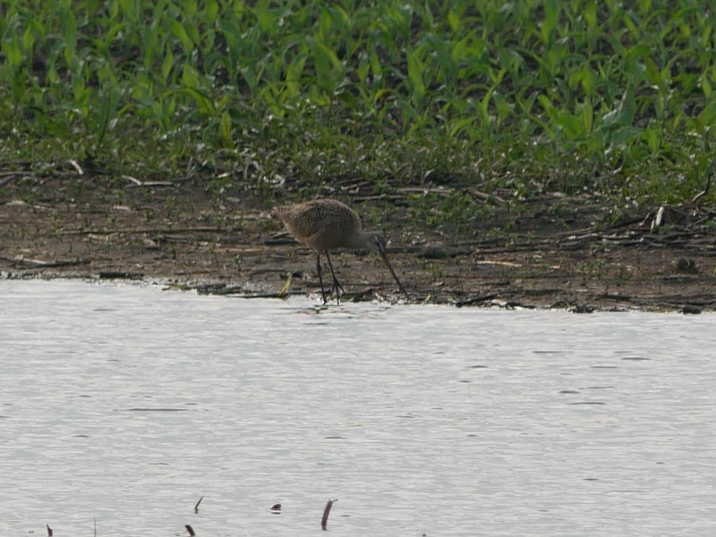 Marbled Godwit - ML637322673