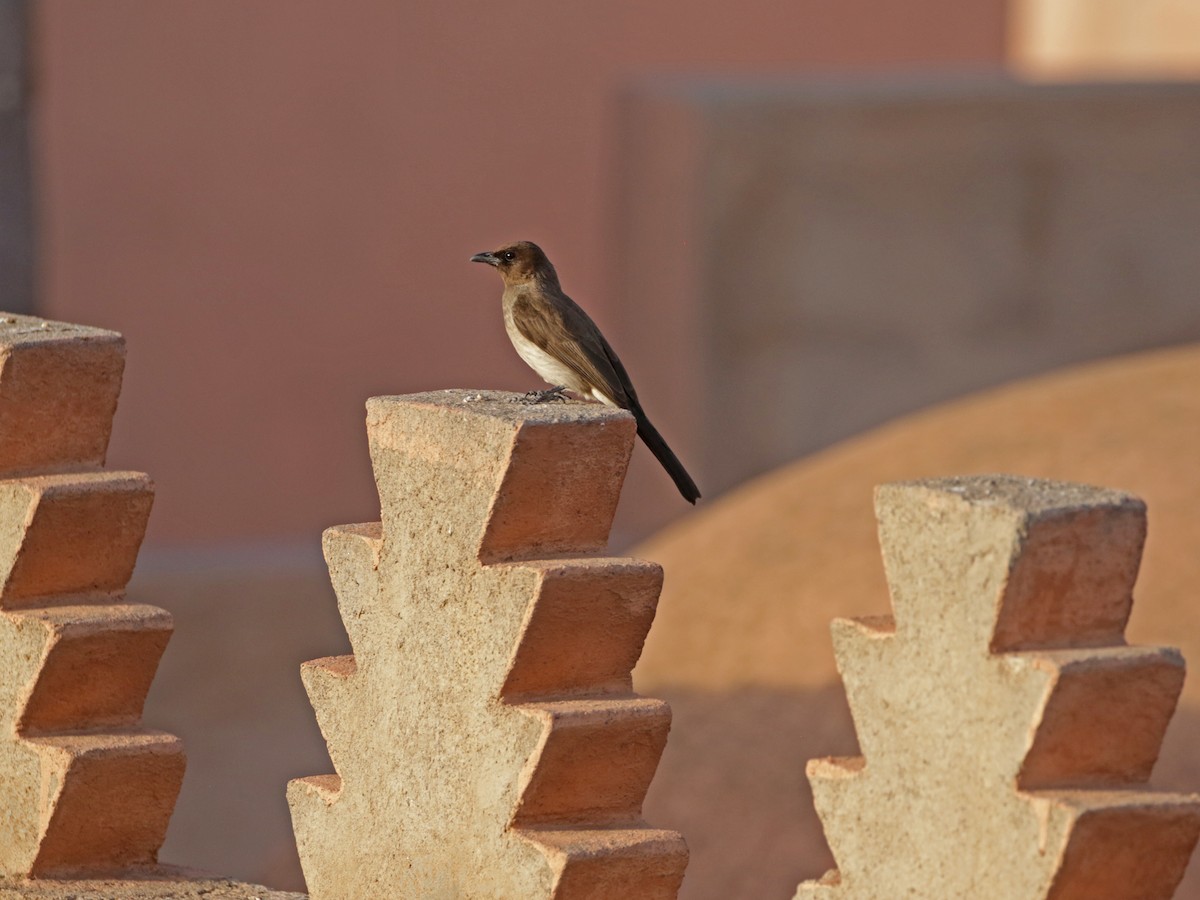 Common Bulbul - ML637322685