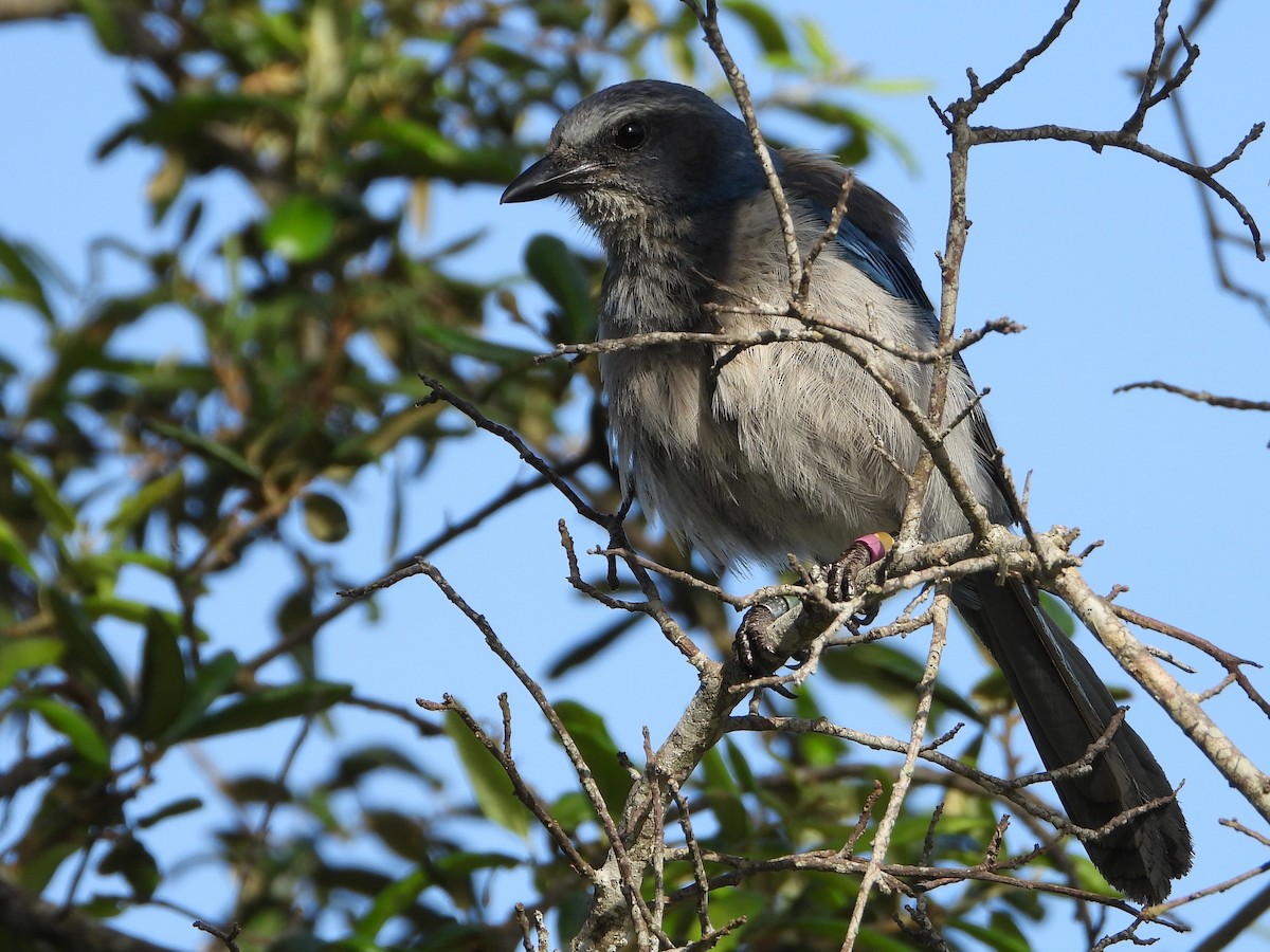 Florida Scrub-Jay - ML637322700