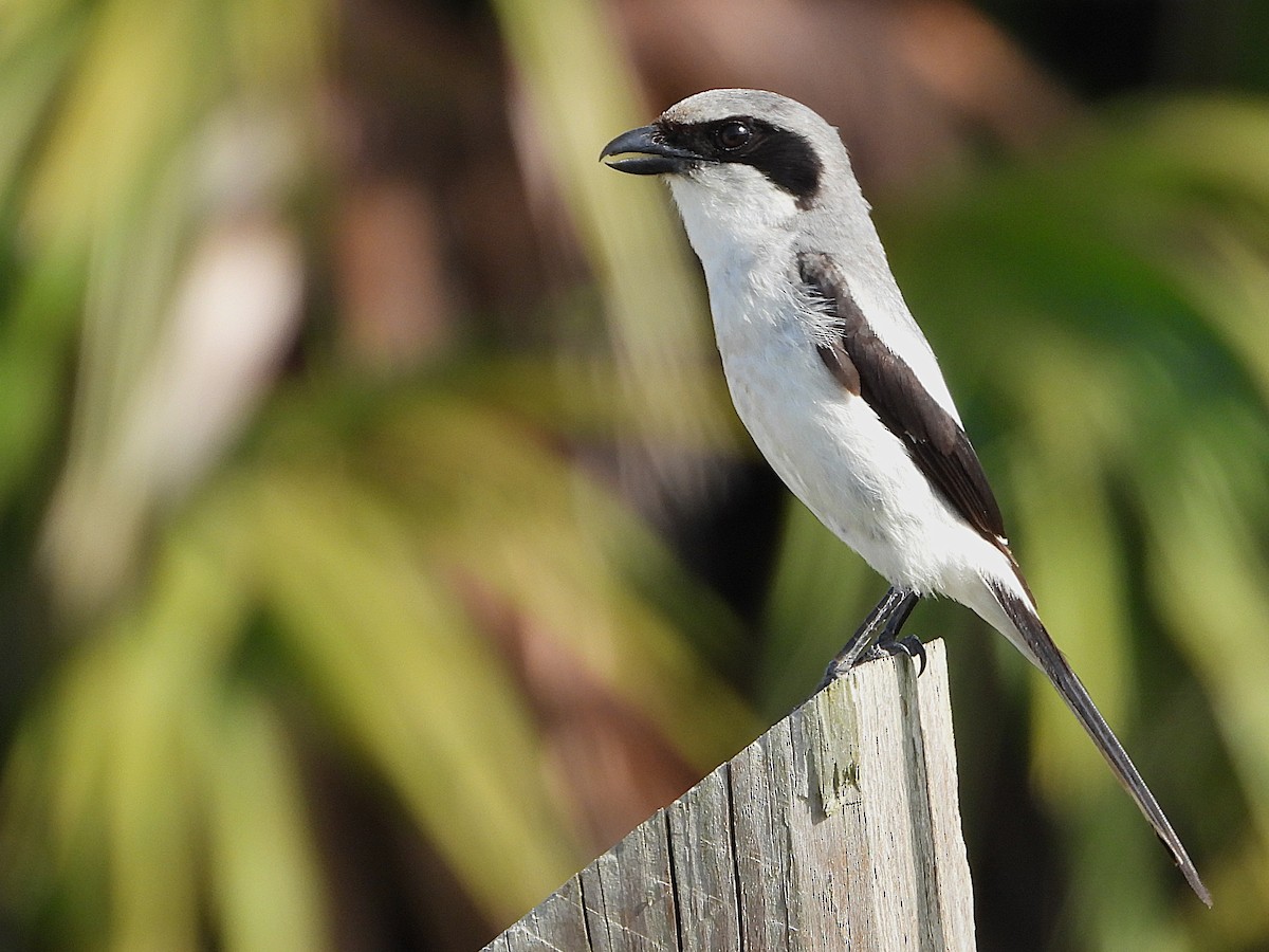 Loggerhead Shrike - ML637322710