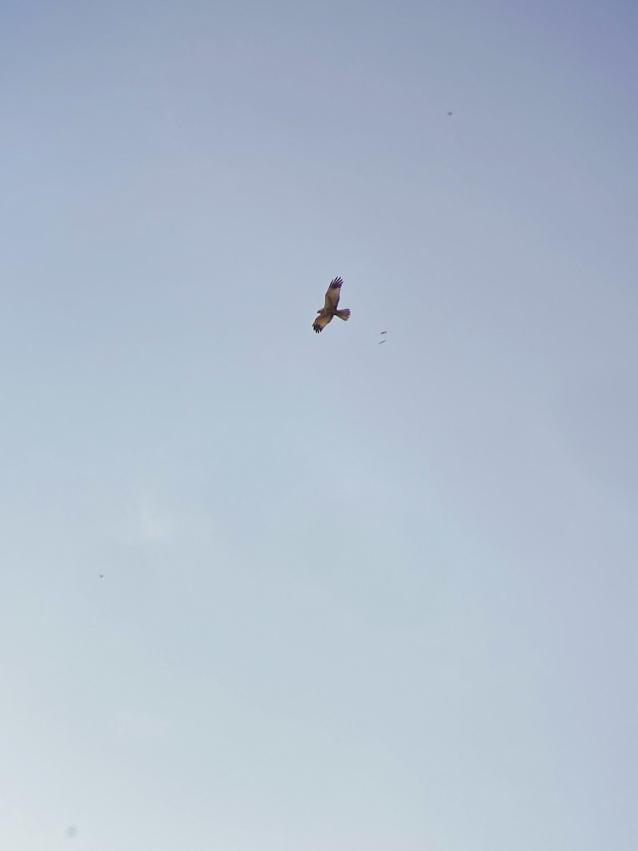 Western Marsh Harrier - ML637322776