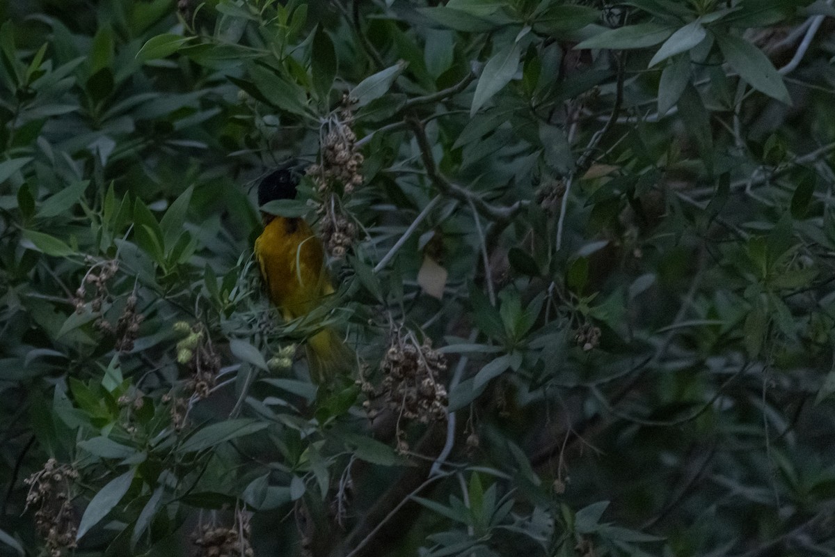 Golden-backed Weaver - ML637322798