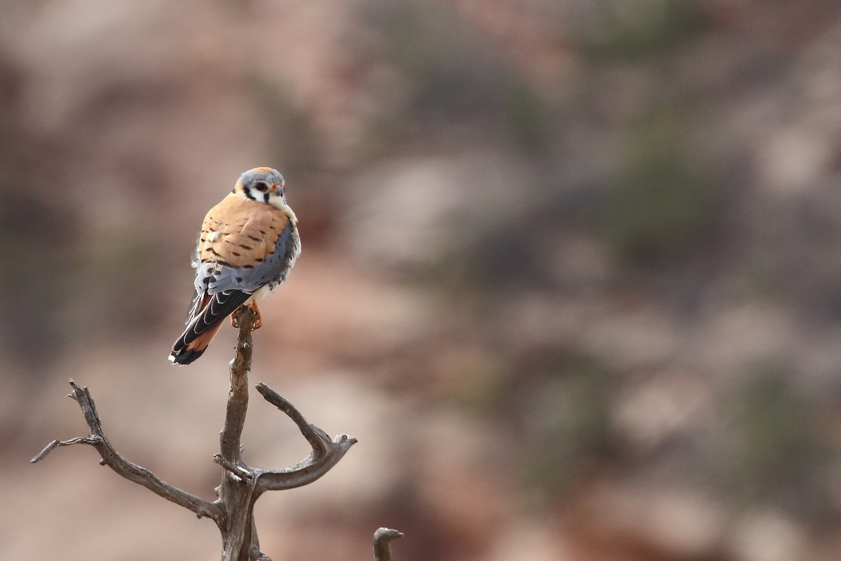 American Kestrel - ML637322813