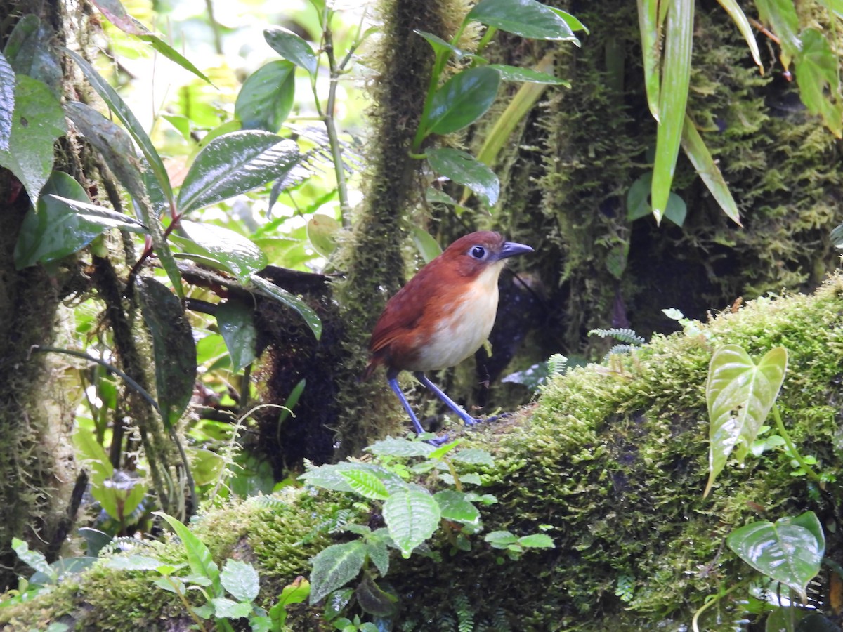 Yellow-breasted Antpitta - ML637322833
