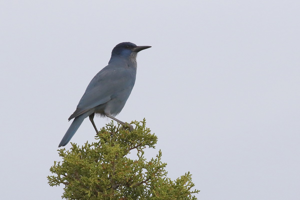 Pinyon Jay - ML637322842