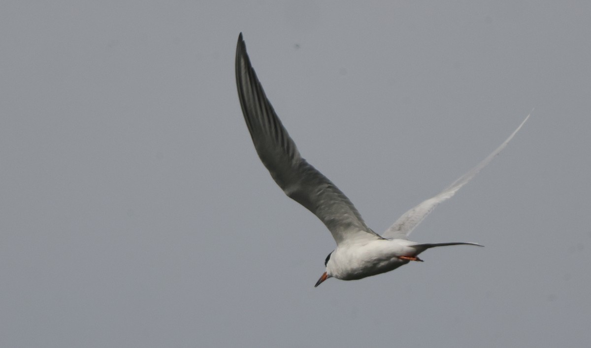 Forster's Tern - ML637322858