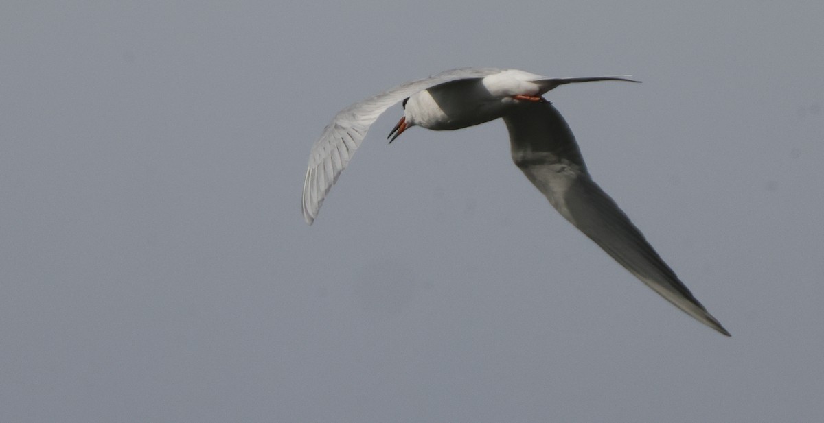 Forster's Tern - ML637322861