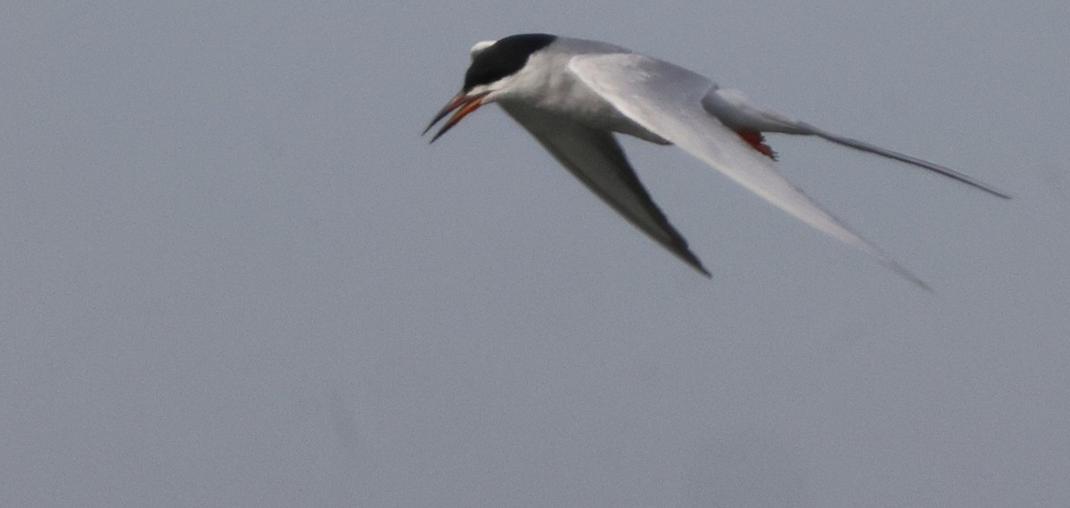 Forster's Tern - ML637322906