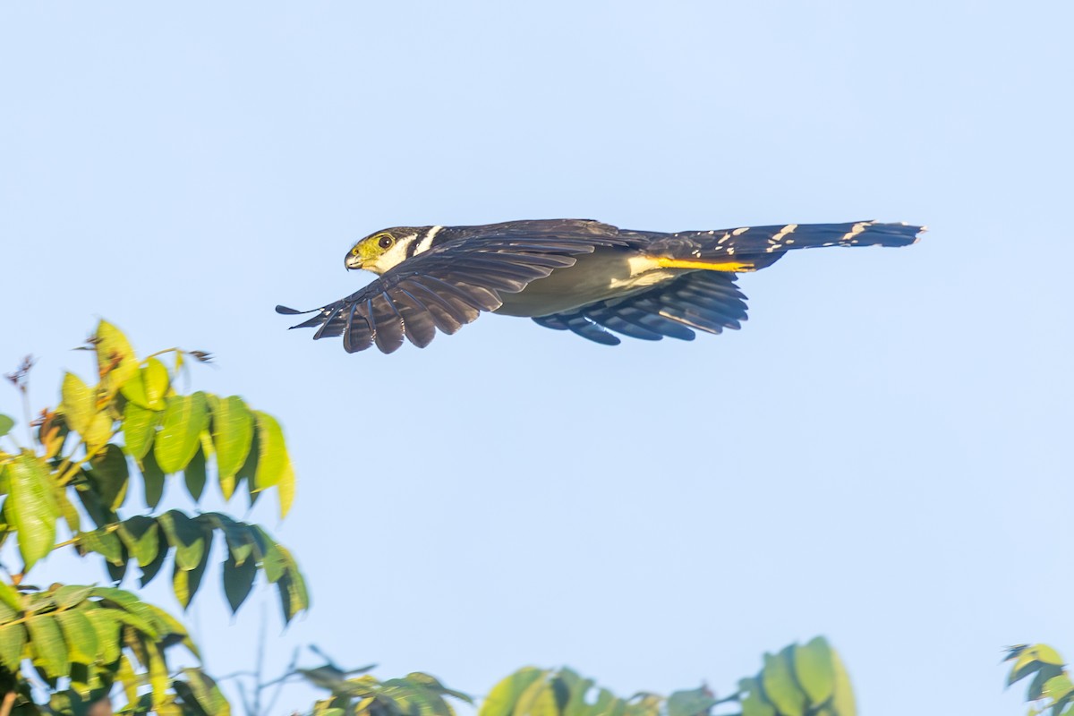 Collared Forest-Falcon - ML637322942