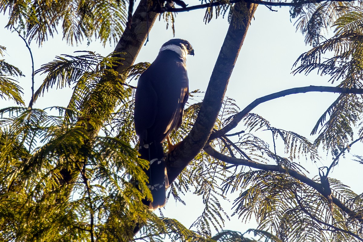 Collared Forest-Falcon - ML637322943