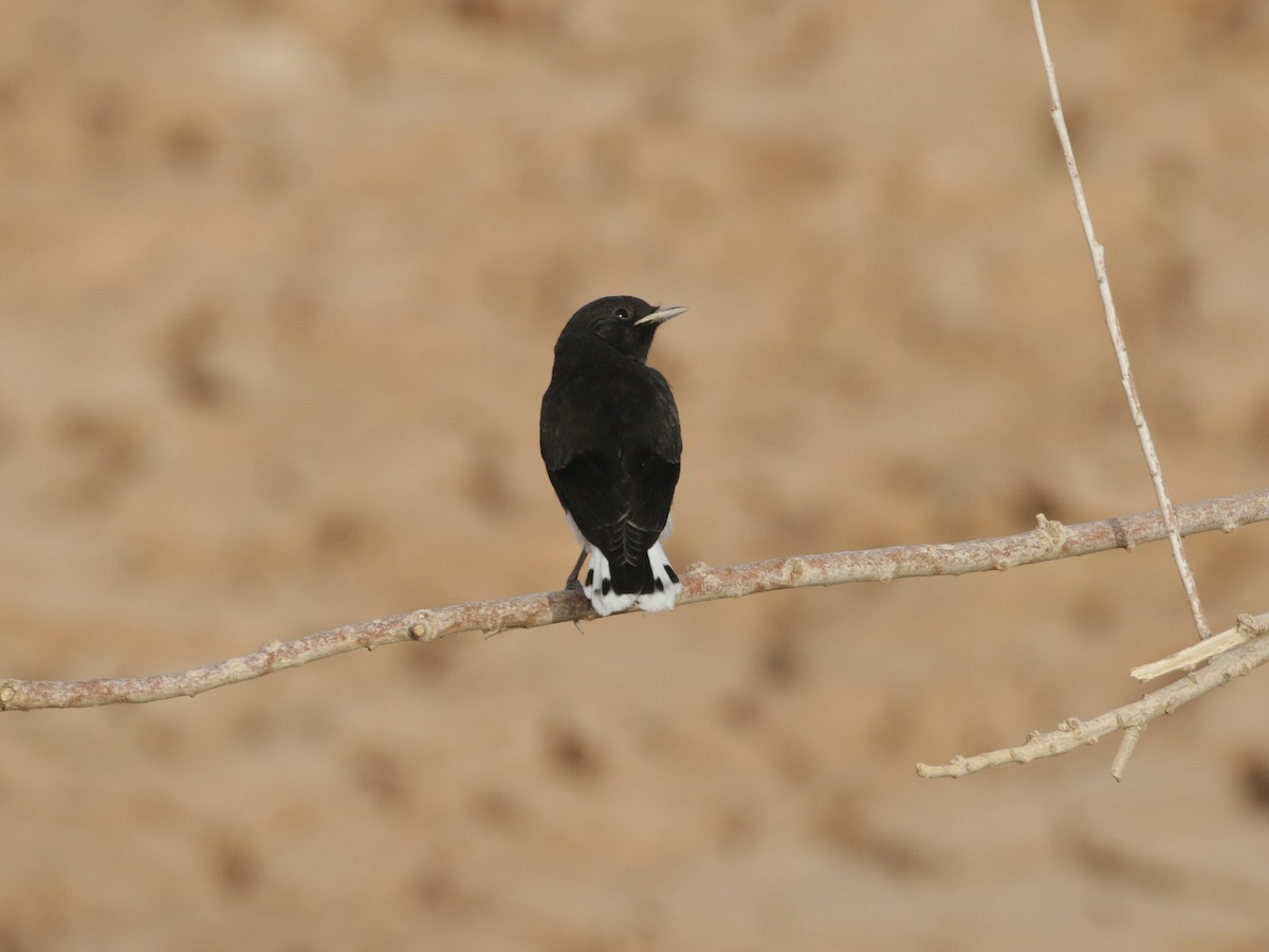 White-crowned Wheatear - ML637322948