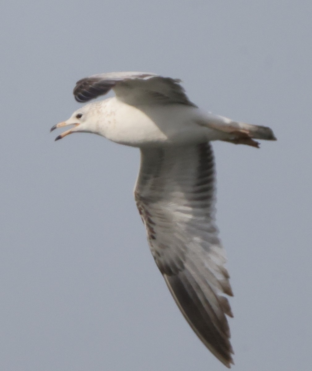 Ring-billed Gull - ML637322966