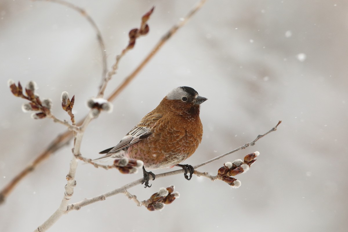 Gray-crowned Rosy-Finch (Gray-crowned) - ML637323011