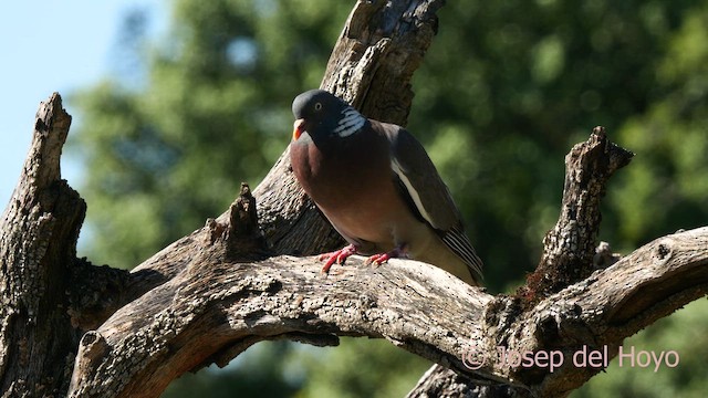 Common Wood-Pigeon - ML637323089
