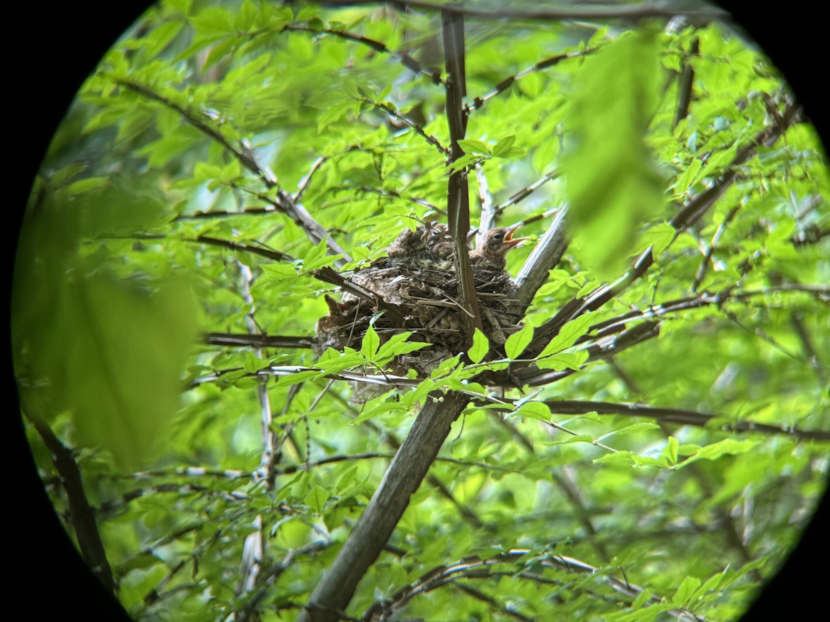 Wood Thrush - ML637323183