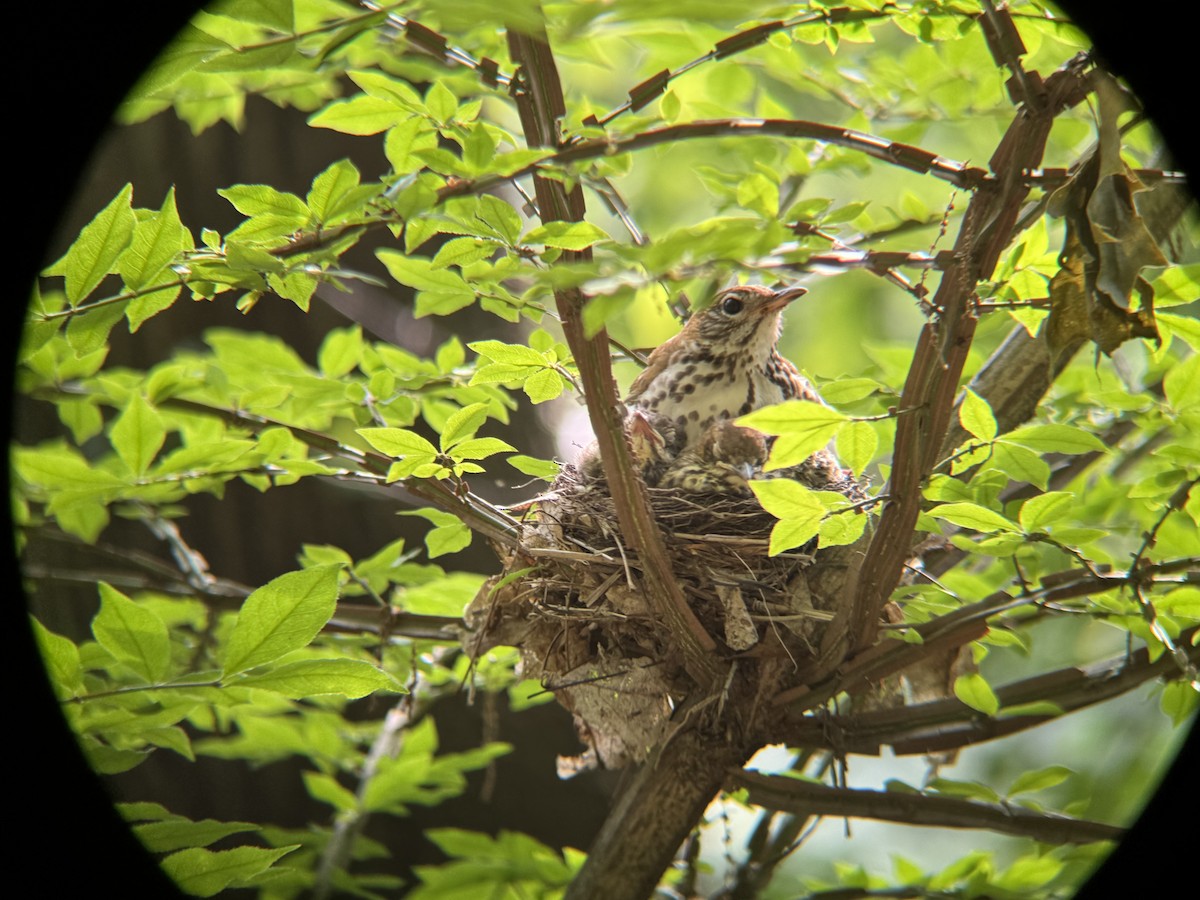 Wood Thrush - ML637323185