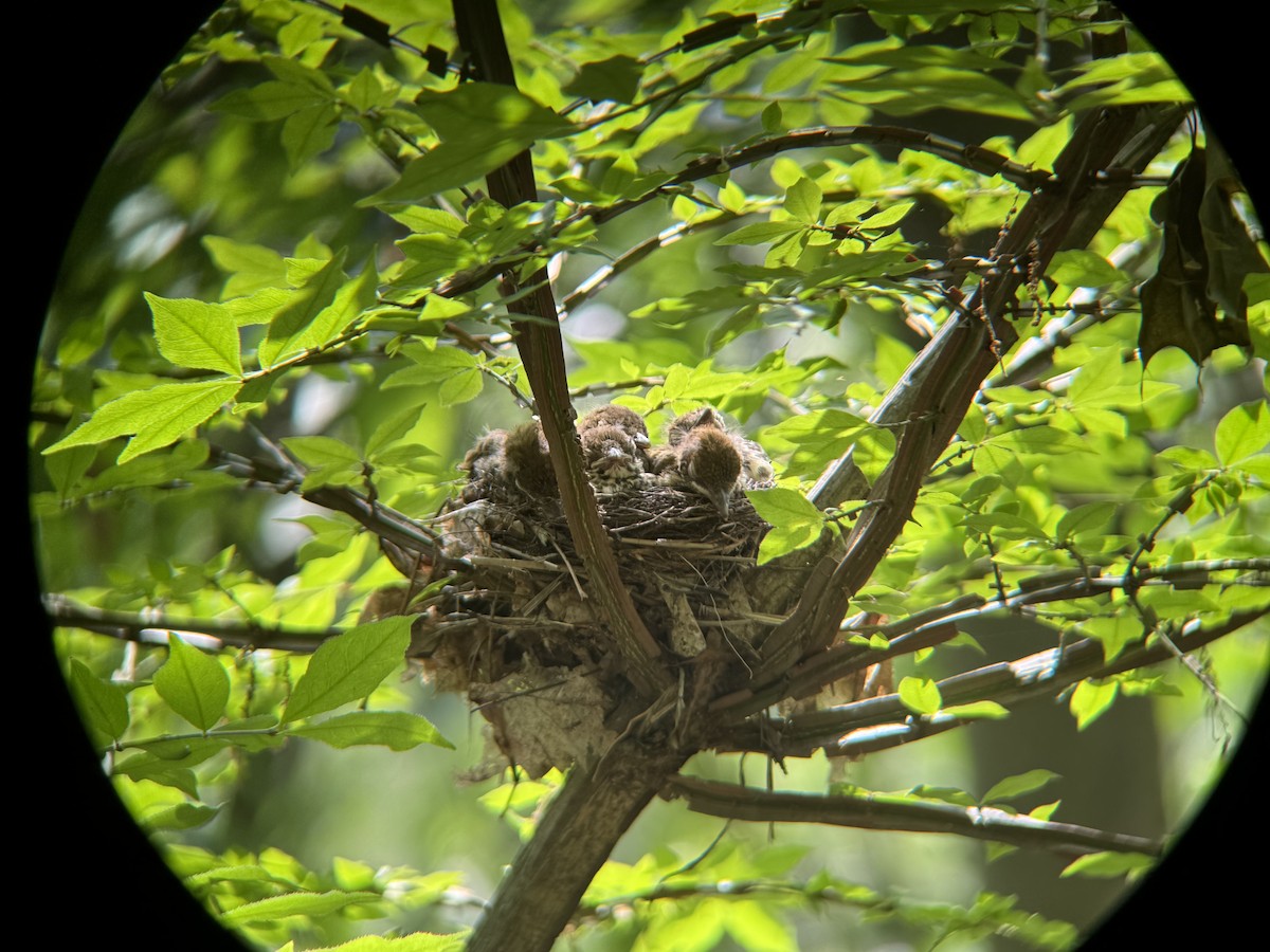 Wood Thrush - ML637323186
