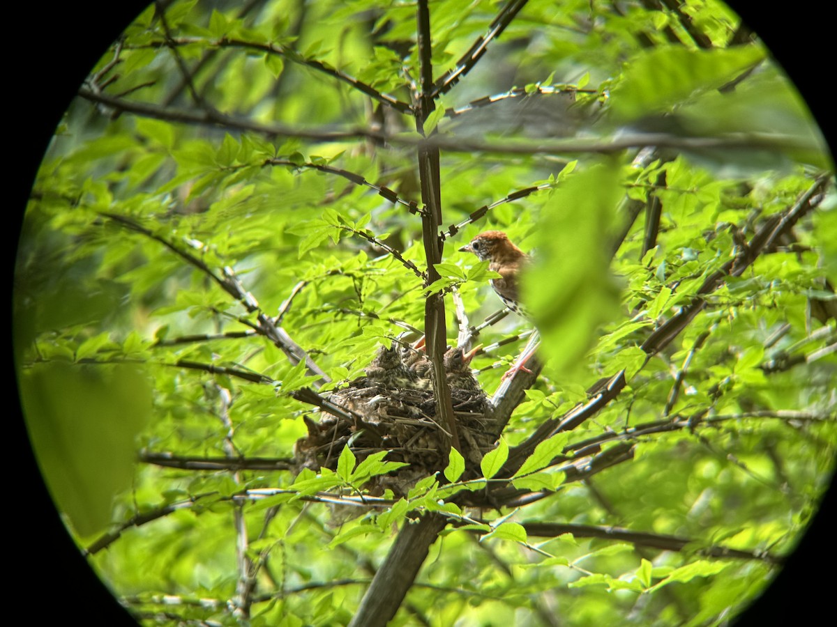 Wood Thrush - ML637323187