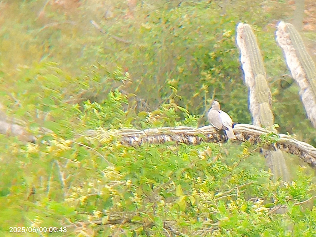 Bare-eyed Pigeon - ML637323193