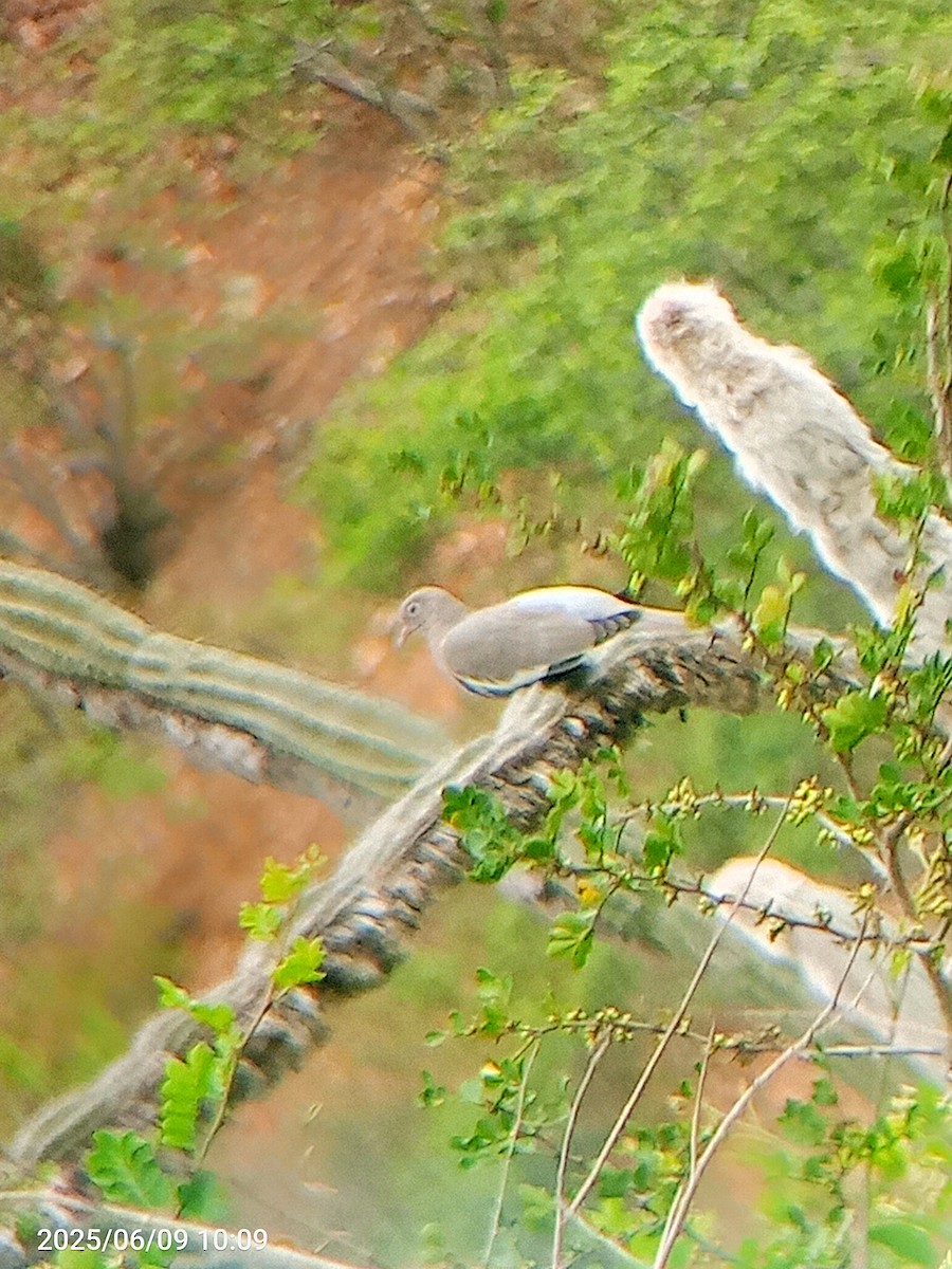 Bare-eyed Pigeon - ML637323196