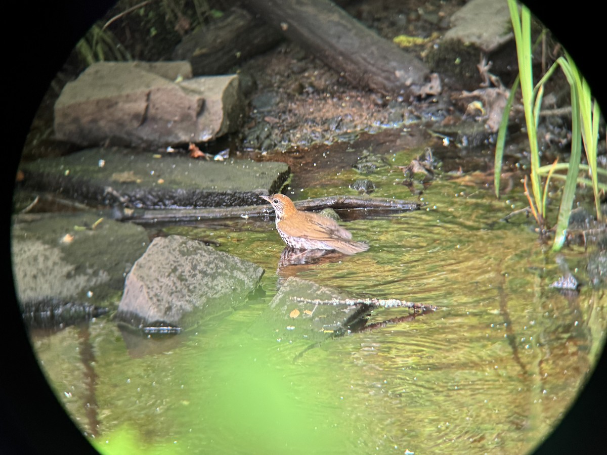 Wood Thrush - ML637323202