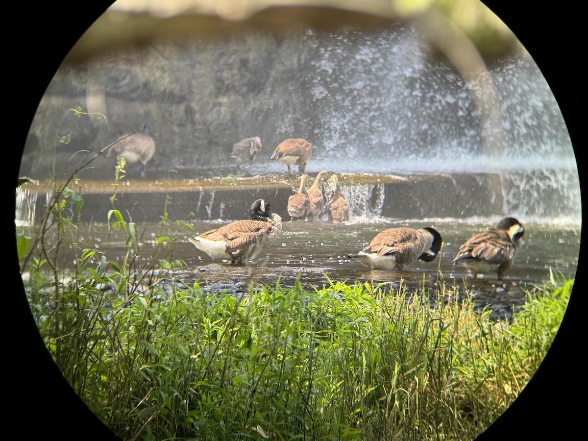 Canada Goose - ML637323224